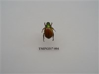 藏品(黃豔金龜)的圖片